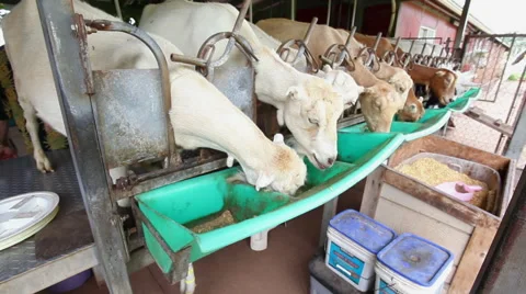 Goats Feeding Stock Footage 49062808