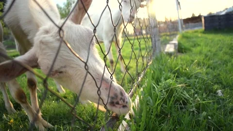 Goats feeding Video stock 131180165
