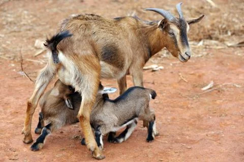 Goats feeding Stock Photos