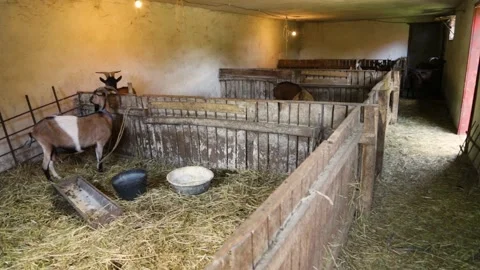 Goats feeding in the stables Stock-Footage 164371368