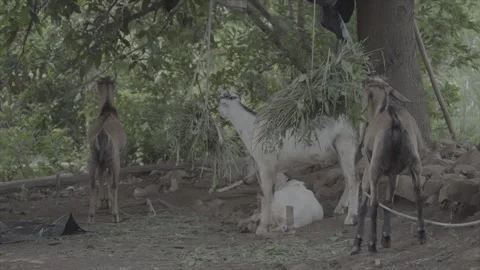 Goats Feeding Under a Tree Stock Footage 302788545
