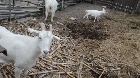 Goats in the fence Stock Footage 64935404