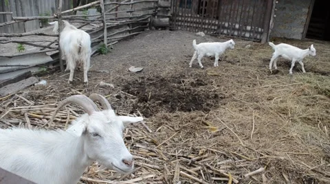 Goats in the fence Stock Footage 64935422