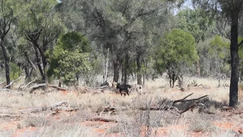 Goats Ferrell Stock Footage 245955530