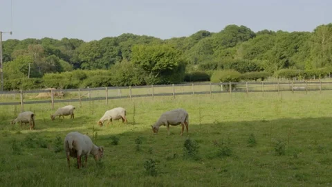 Goats In A Field 8K UHD Stock-Footage 197686756