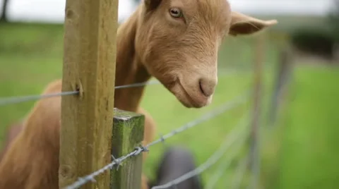 Goats in field close to camera Stock Footage 58644037