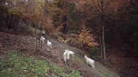 Goats in the Field Stock Footage 69088308