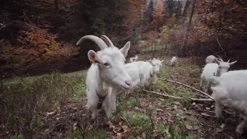 Goats in the Field Stock Footage 69088429