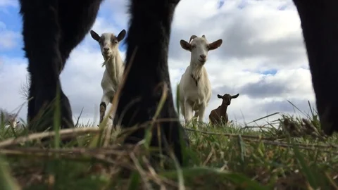 Goats in the field Video stock 118972971