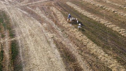 Goats on the field Stock Footage 164602354