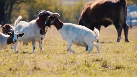  Goats Fighting in Field Stock Footage 323140462