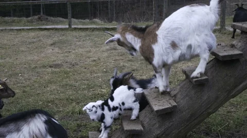 Goats fighting Stock Footage 235482023