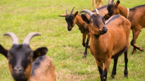 Goats flock on pasture. Stock Footage 58685995
