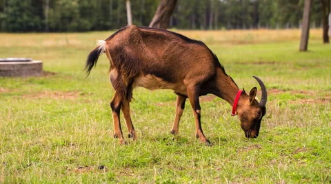 Goats flock on pasture. 動画素材 58688039
