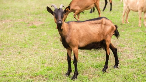 Goats flock on pasture. Vídeos de archivo 58691447