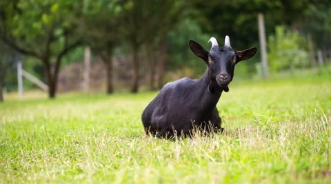 Goats flock on pasture. Stock Footage 58696417