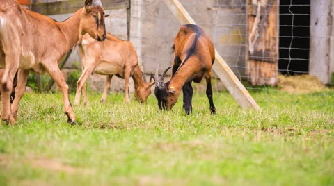 Goats flock on pasture. 動画素材 58696433