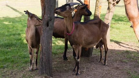 Goats flock on pasture Stock Footage 58951086