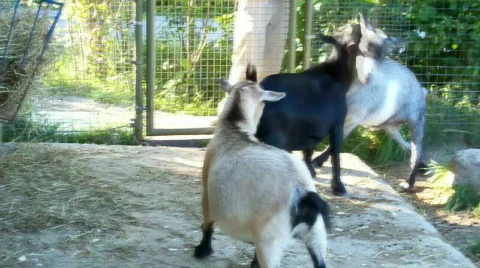 Goats Stock Footage 510380