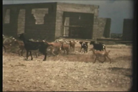 Goats Stock Footage 546605