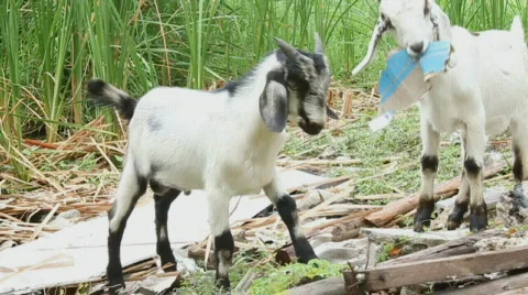 Goats 스톡 동영상 646647