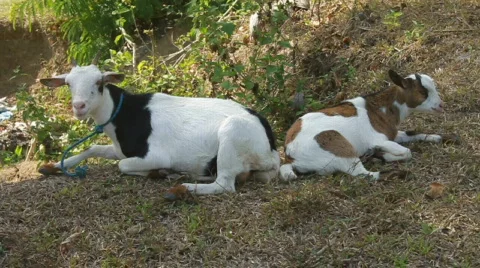 Goats Stock Footage 708816