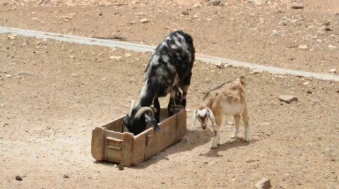 Goats Видео 711874