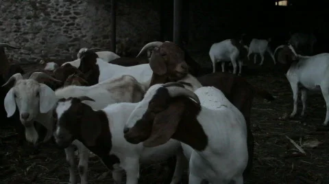 Goats Stock Footage 750567