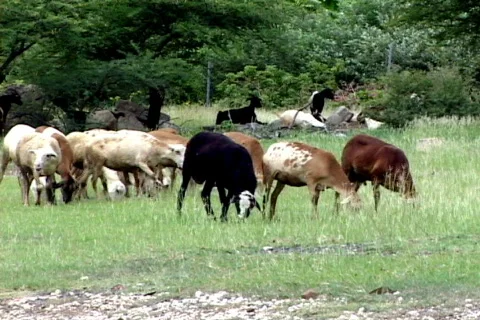 Goats Видео 817792