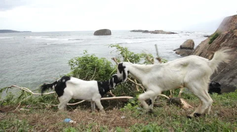Goats Video stock 1094239