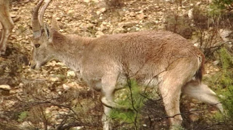 Goats 库存影片 7741713