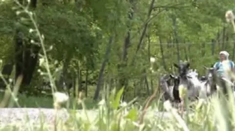 Goats Stock Footage 12334767