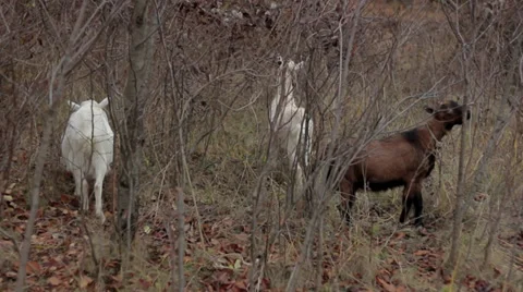Goats Stock Footage 34511046