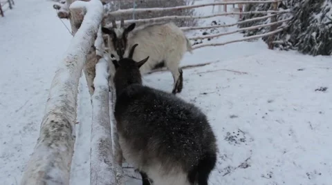 The  goats Stock Footage 45491004