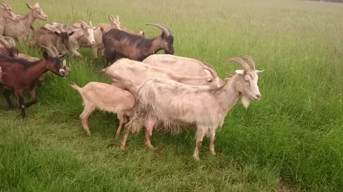 Goats Stock Footage 78099929