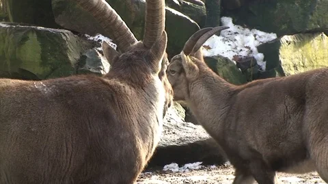 Goats Stock Footage 98678998