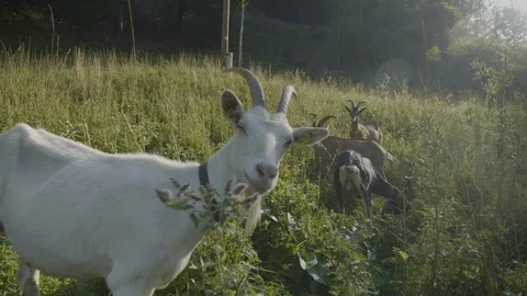 Goats Stock Footage 99367308