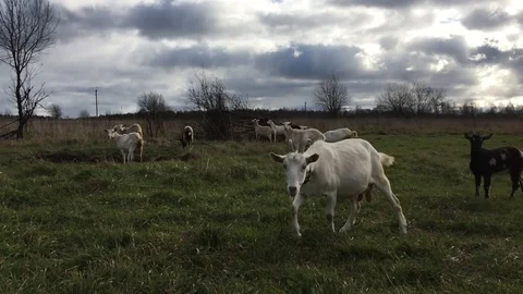 Goats Video stock 118973066