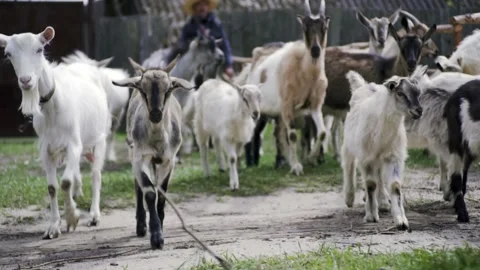 Goats Video stock 130653328