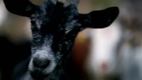 Goats Stock Footage 135895035