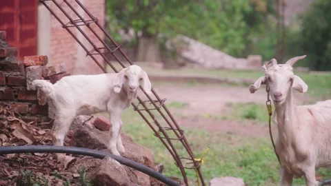 Goats Stock Footage 136714729