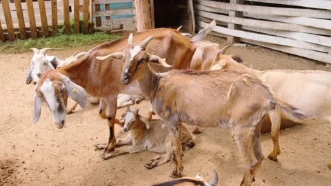 Goats Stock Footage 137654677