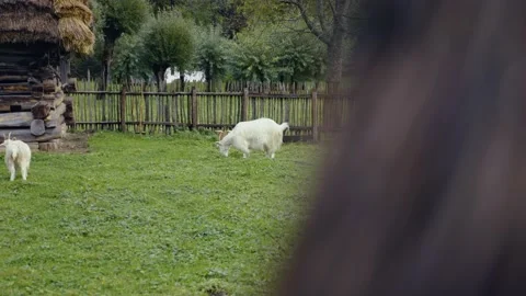 Goats Stock Footage 141666074