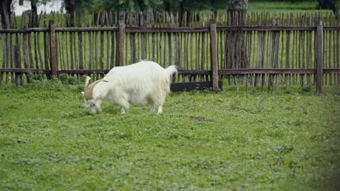 Goats Stock Footage 141666301