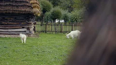 Goats Stock Footage 141666323