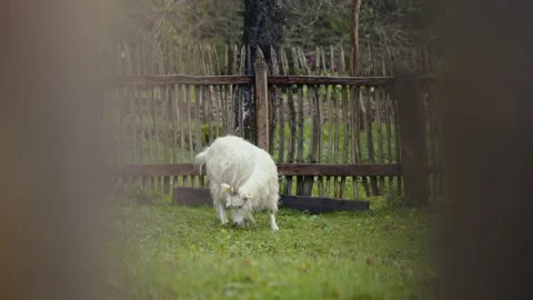 Goats Stock Footage 141666396