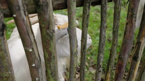 Goats Stock Footage 141667002