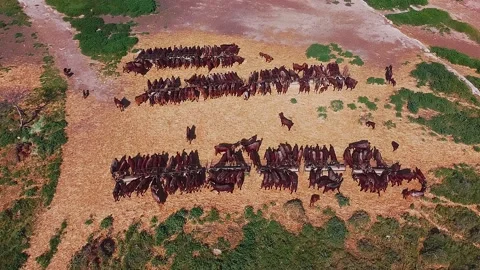 Goats Stock Footage 151075013