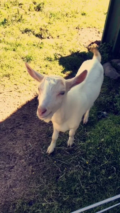 Goats Stock Footage 161784833