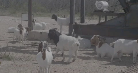 Goats Stock Footage 168213818